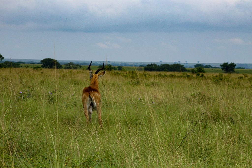 3 days itinerary: safari to Queen Elizabeth National Park